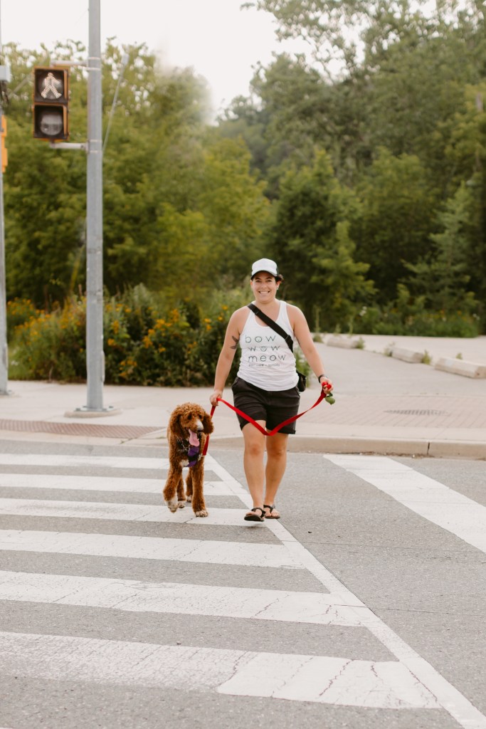Bow Wow Meow Dog Crossing Crosswalk