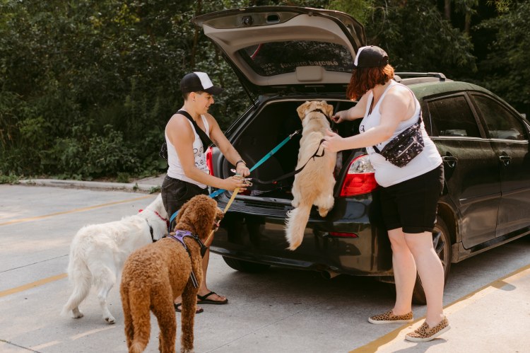 Bow Wow Meow Dogs Going For Ride