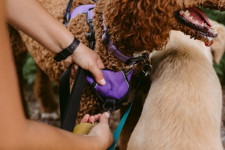 Bow Wow Meow Dog Harness