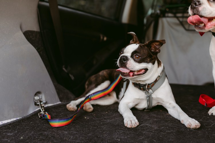 Bow Wow Meow Dog In Car