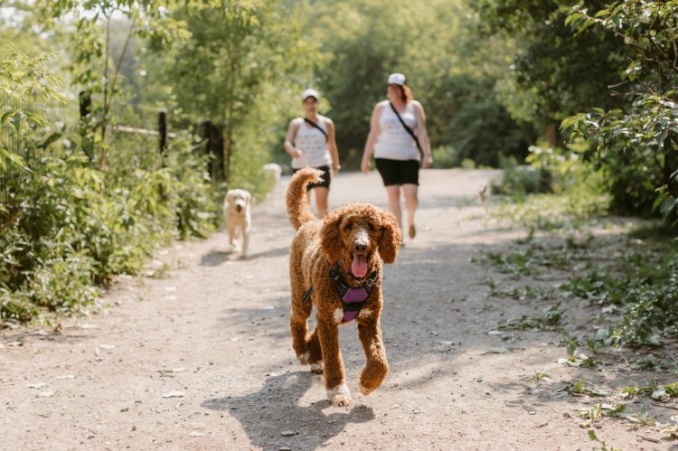 Bow Wow Meow Off Leash Dog Walk