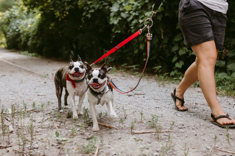 Bow Wow Meow Dog Walks Multi Leash